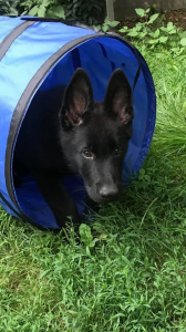 Schäferhund-Welpe in einem Stoffrohr auf einer Wiese (Übungsplatz)